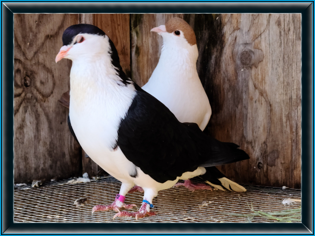 Afghani Show Pigeon