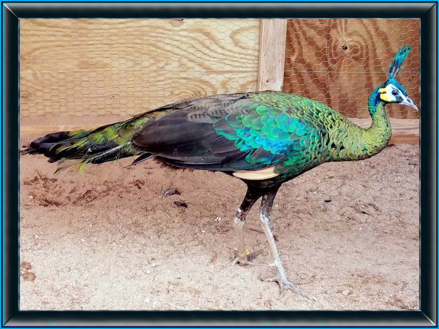 Indo Chinese Green Peacock