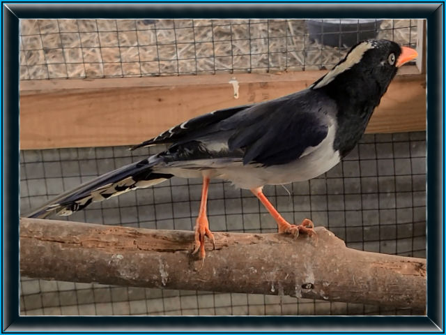 Red Billed Blue Magpie