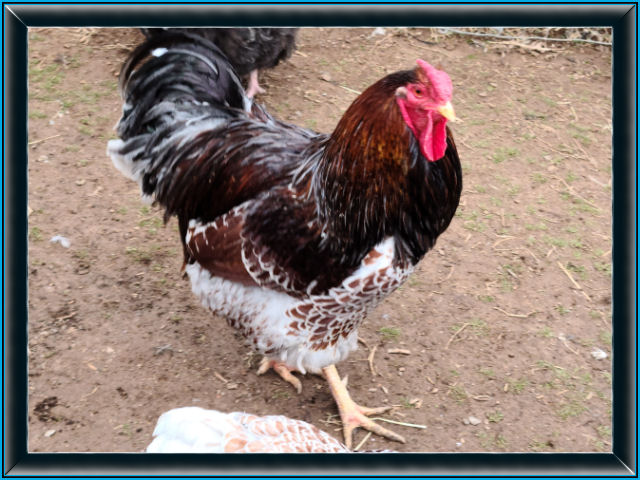 Splash Blue Laced Red Wyandotte